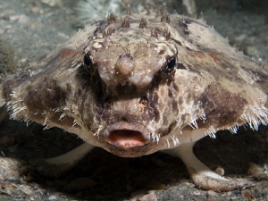 Roughback Batfish taken "Under the bridge" by Beate Seiler 